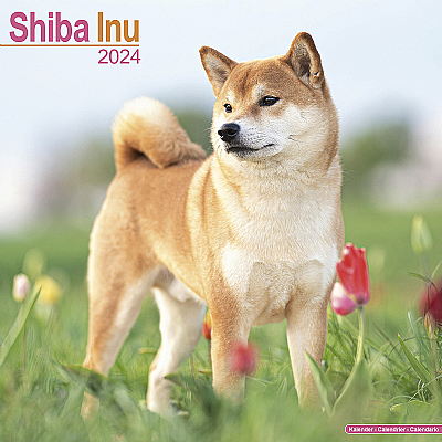 Shiba Inu Calendar 2024 (Square)